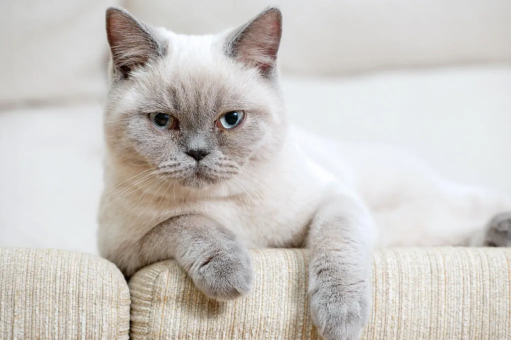 British shorthair